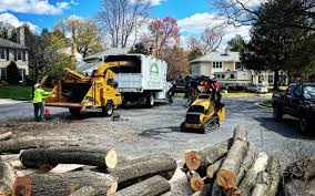 Best Storm Damage Tree Cleanup  in South Houston, TX